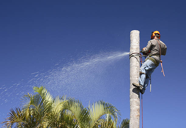 Best Weed Control  in Dayton, NJ